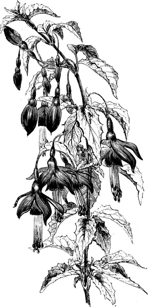rama florida de fucsia macrostema pumila ilustración vintage. vector