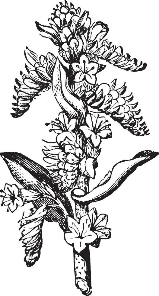 Borage, Boraginaceae, shrub, flowers, leaves vintage illustration. vector