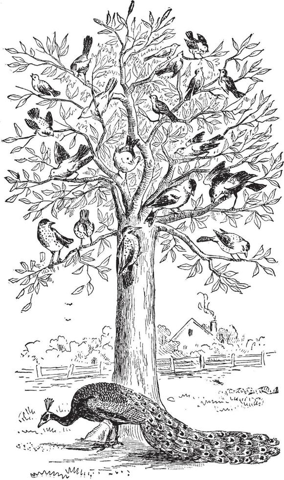 pavo real y árbol, ilustración vintage. vector