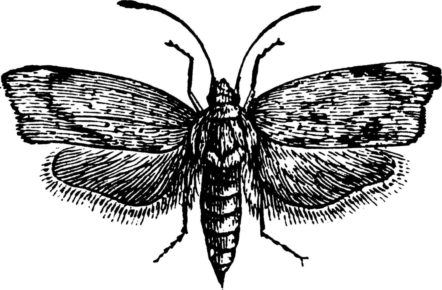 polilla de abeja o galleria melonella, ilustración vintage. vector