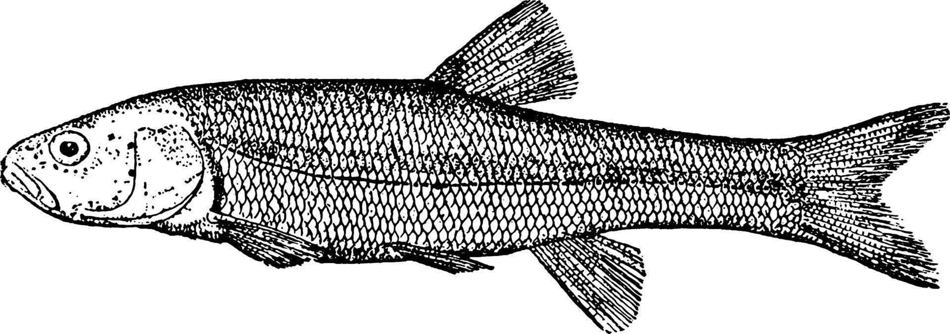 Chub or Squalius cephalus, vintage illustration vector