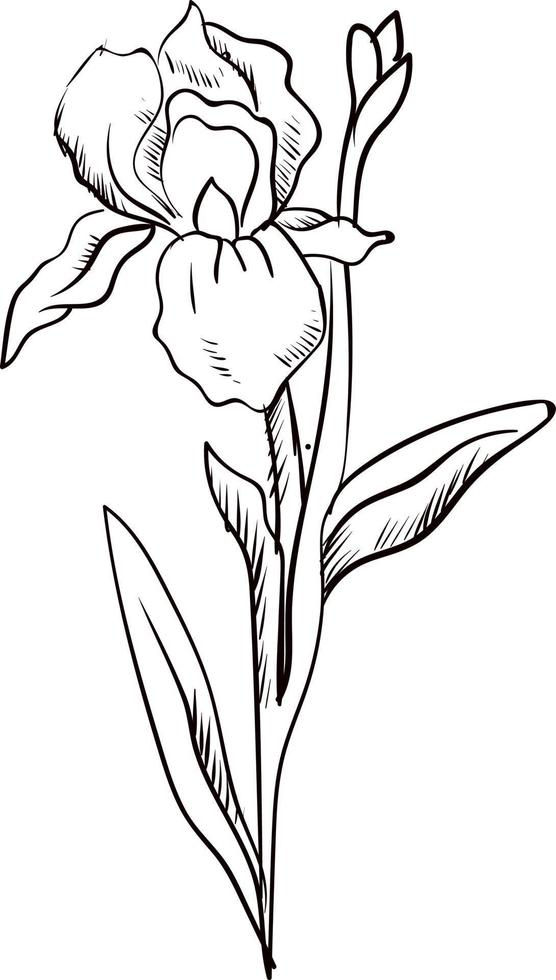 Iris sketch, illustration, vector on white background.