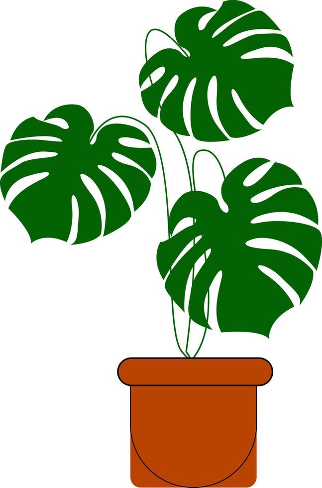 Monstera plant in a pot, illustration, vector on white background.