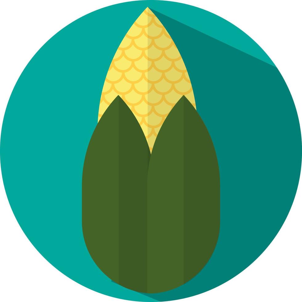 Ripe corn on the cob, illustration, vector, on a white background. vector