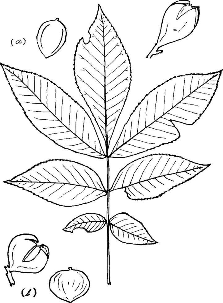 Genus Hicoria, Raf., Carya, Nutt. Hickory vintage illustration. vector