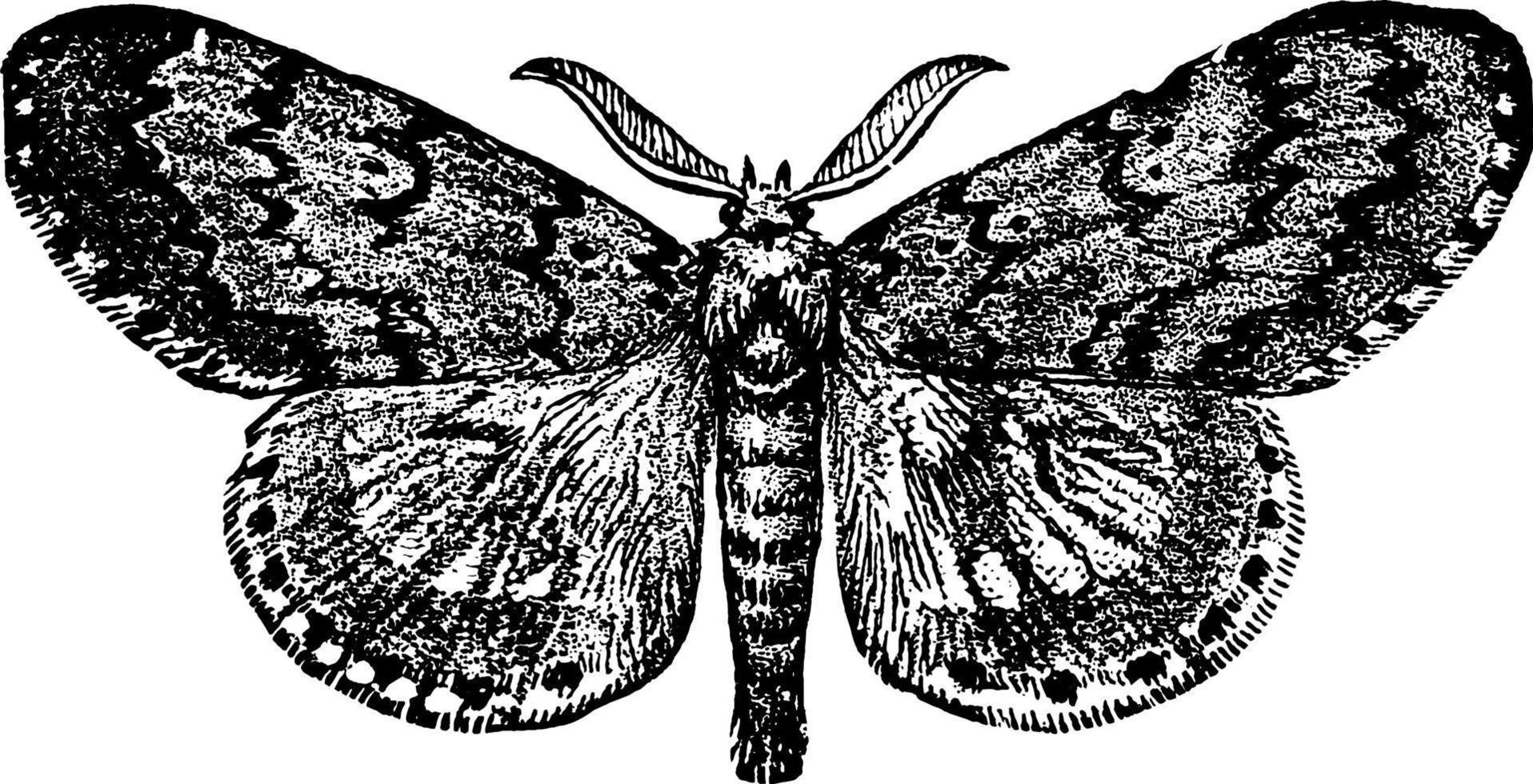 polilla gitana macho, ilustración vintage. vector