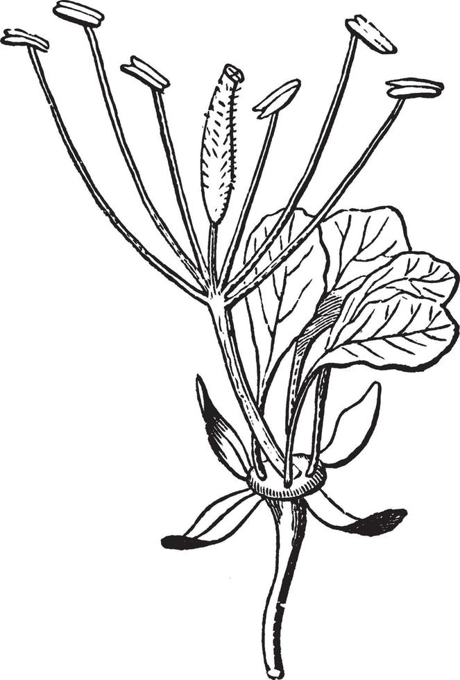 Flower of a Cleome vintage illustration. vector