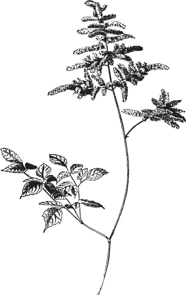 Astilbe Astilboides vintage illustration. vector
