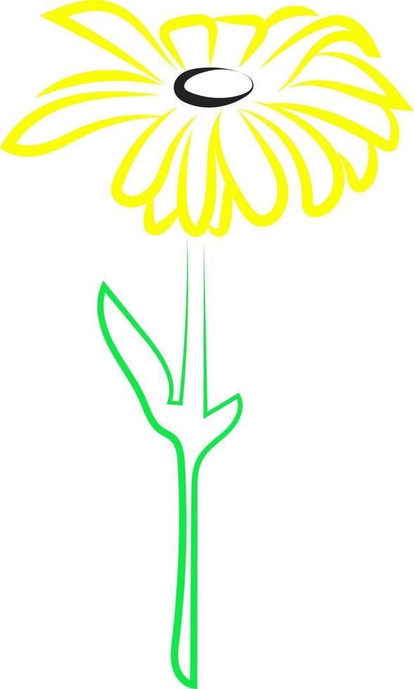 Chamomile flower, illustration, vector on white background.