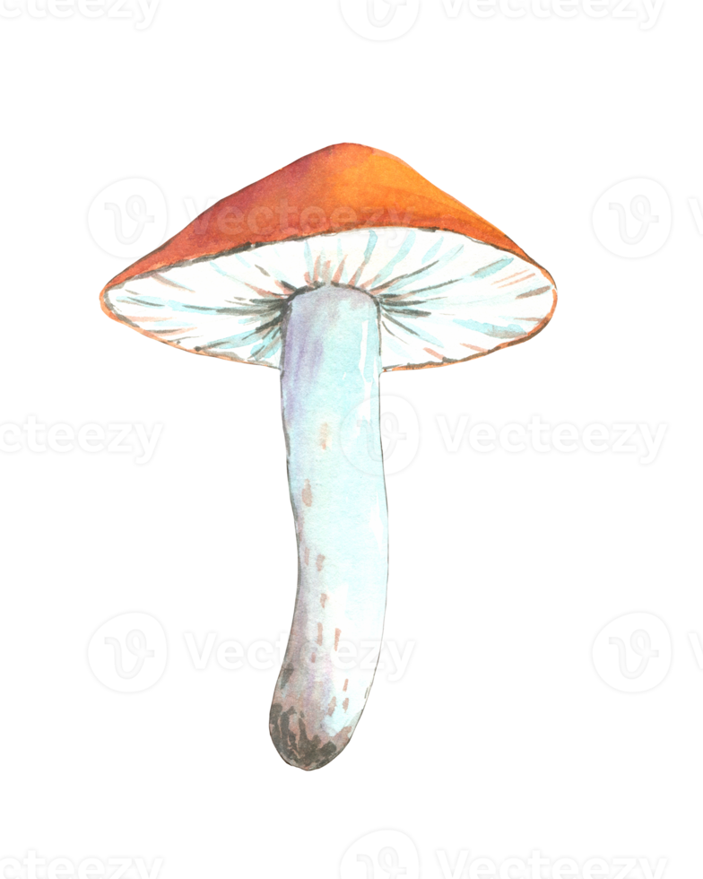 Edible mushroom with a red hat, hand-painted in watercolor png