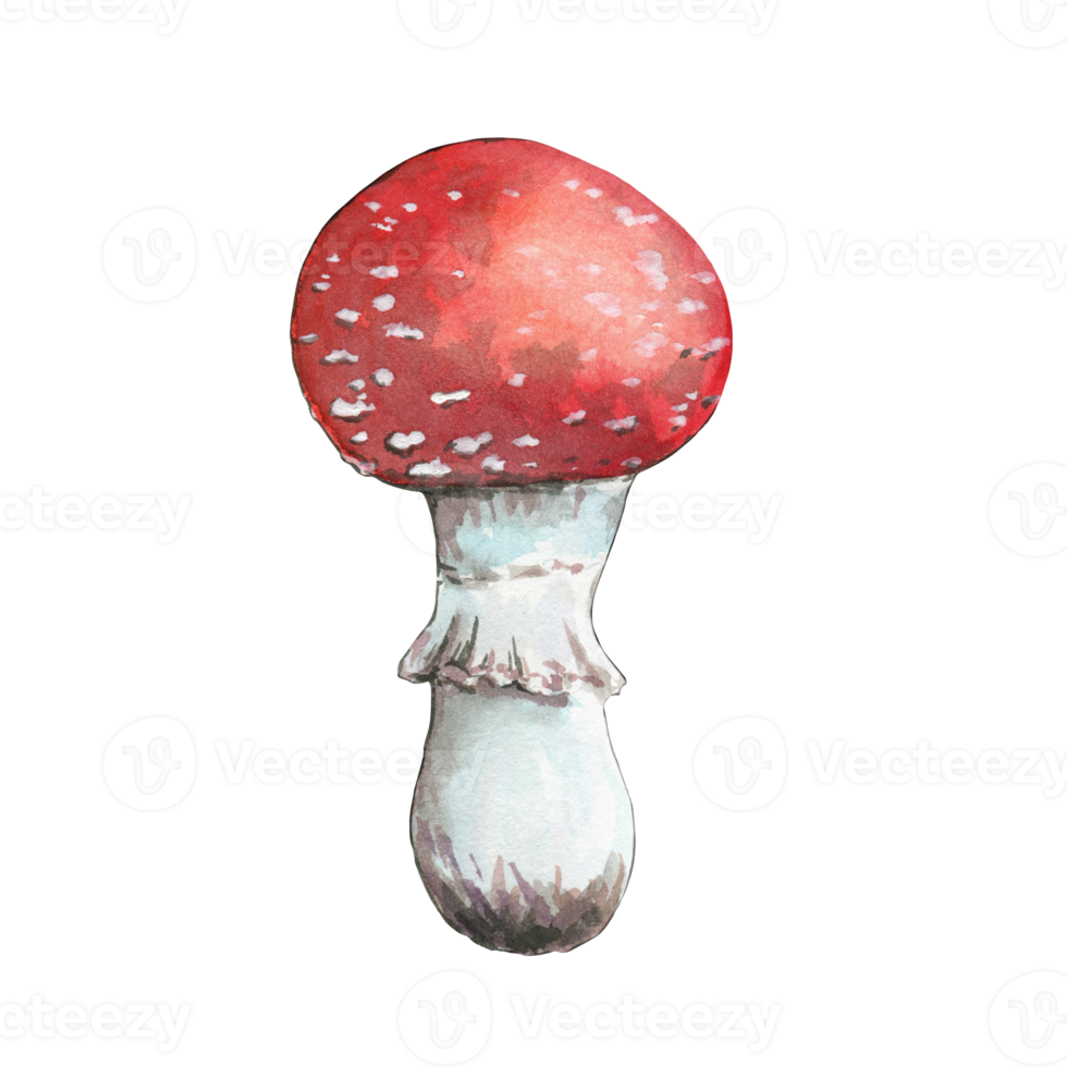 Small red fly agaric, poisonous mushroom, watercolor png