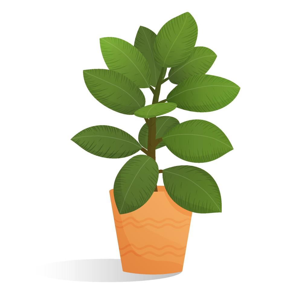 Cartoon plant with big leaves in pot. Isolated vector illustration