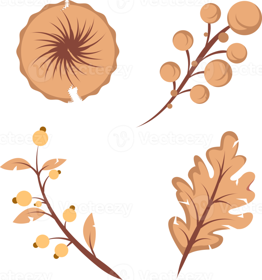 set of dried plant leaves and flower element illustration png