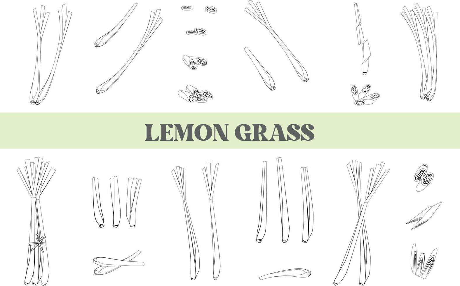 Line Lemon Grass isolated Illustration Hand Drawn vector