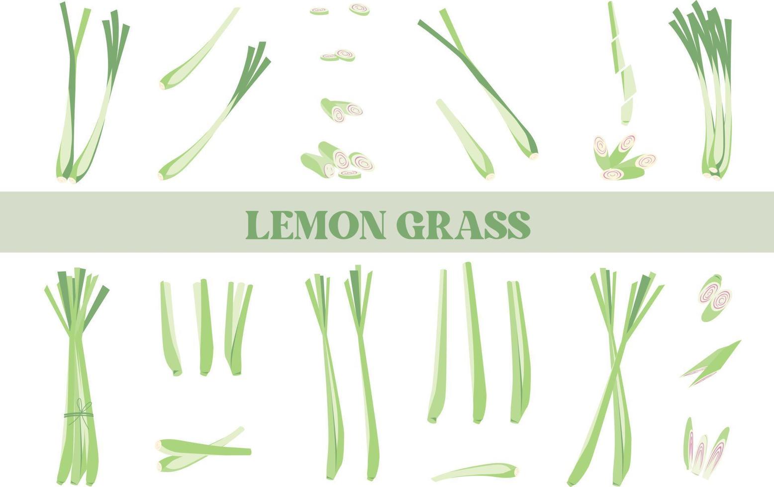 Lemon Grass isolated Illustration Hand Drawn vector