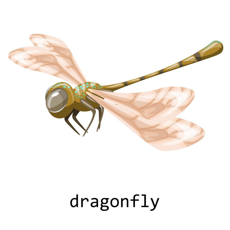 imagen vectorial de una libélula en vuelo con la inscripción. dibujos animados. eps 10 vector
