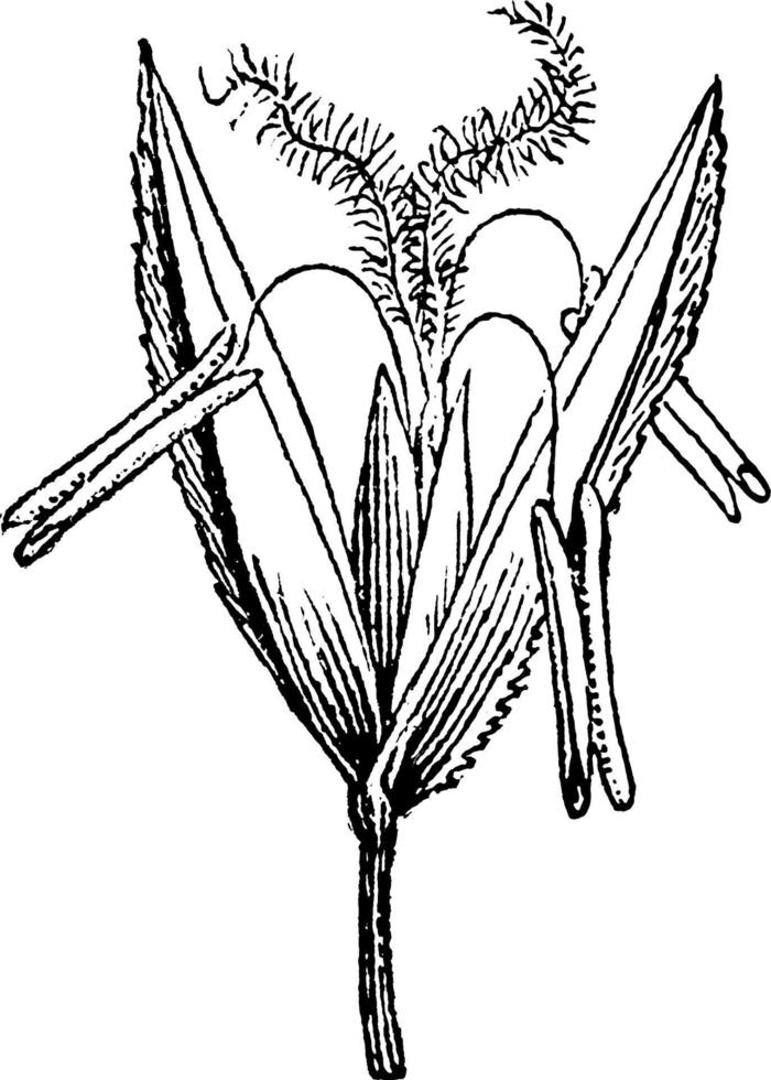 Grass Flower vintage illustration. vector