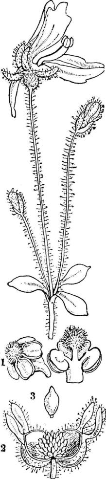 Picture, stem, buds, seeds, flowers vintage illustration. vector
