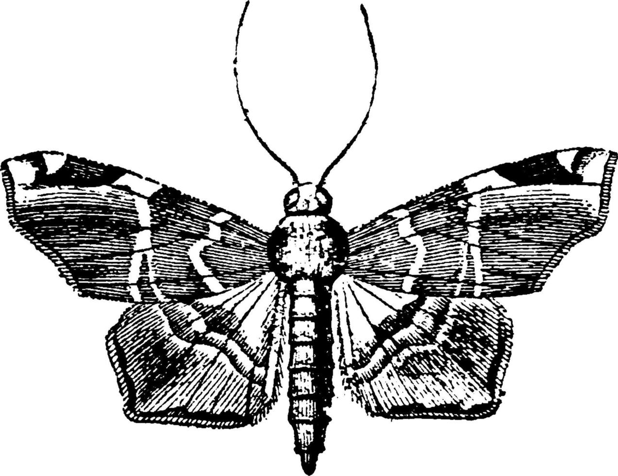 Pyralidina, vintage illustration. vector