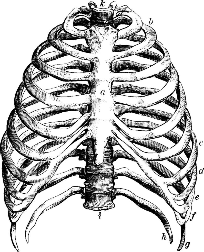 el tórax, ilustración vintage. vector