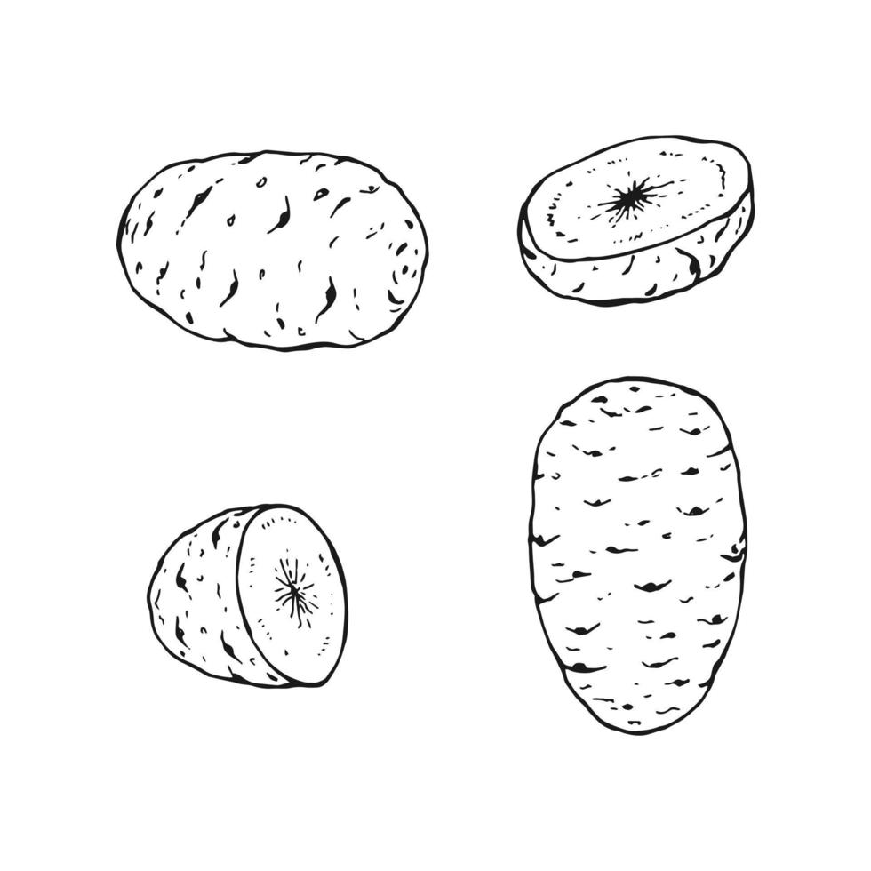 Set of potato outline. Hand drawn vector illustration. Farm market product, isolated vegetable.