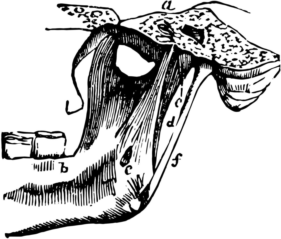 articulación mandibular temporo, ilustración vintage. vector