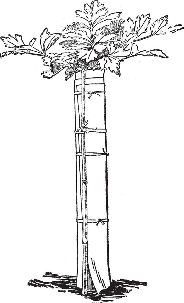 ilustración vintage de apio blanqueador. vector