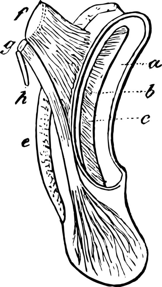 Eagle Cochlea vintage illustration. vector