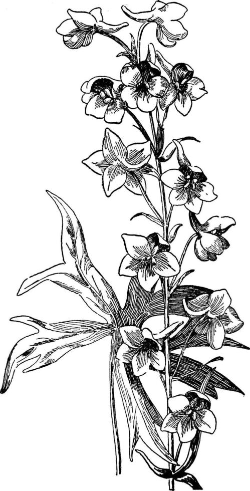 Larkspur vintage illustration. vector