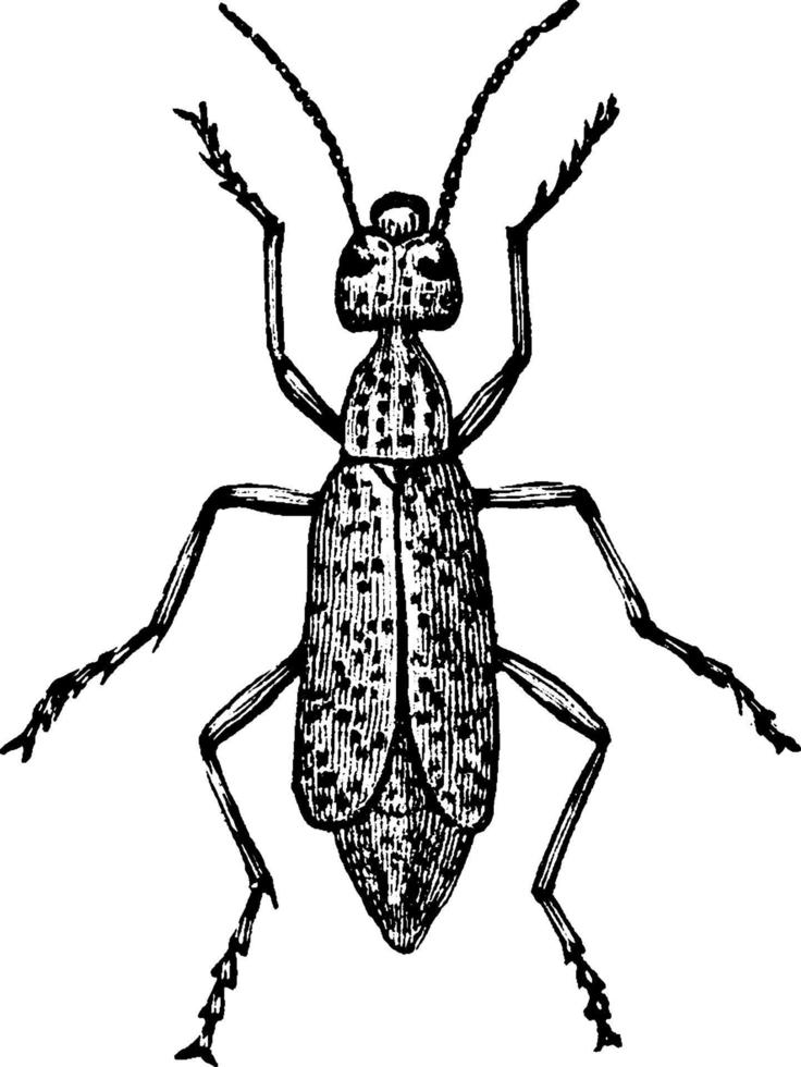escarabajo ampolla, ilustración vintage. vector