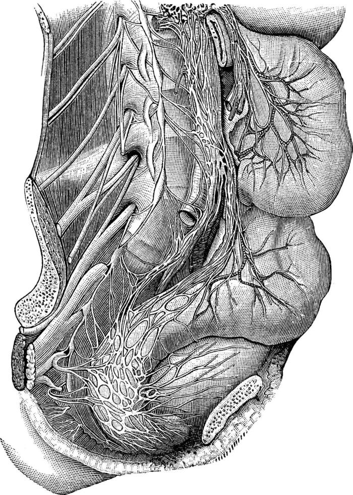 plexos de los nervios simpáticos, ilustración antigua. vector