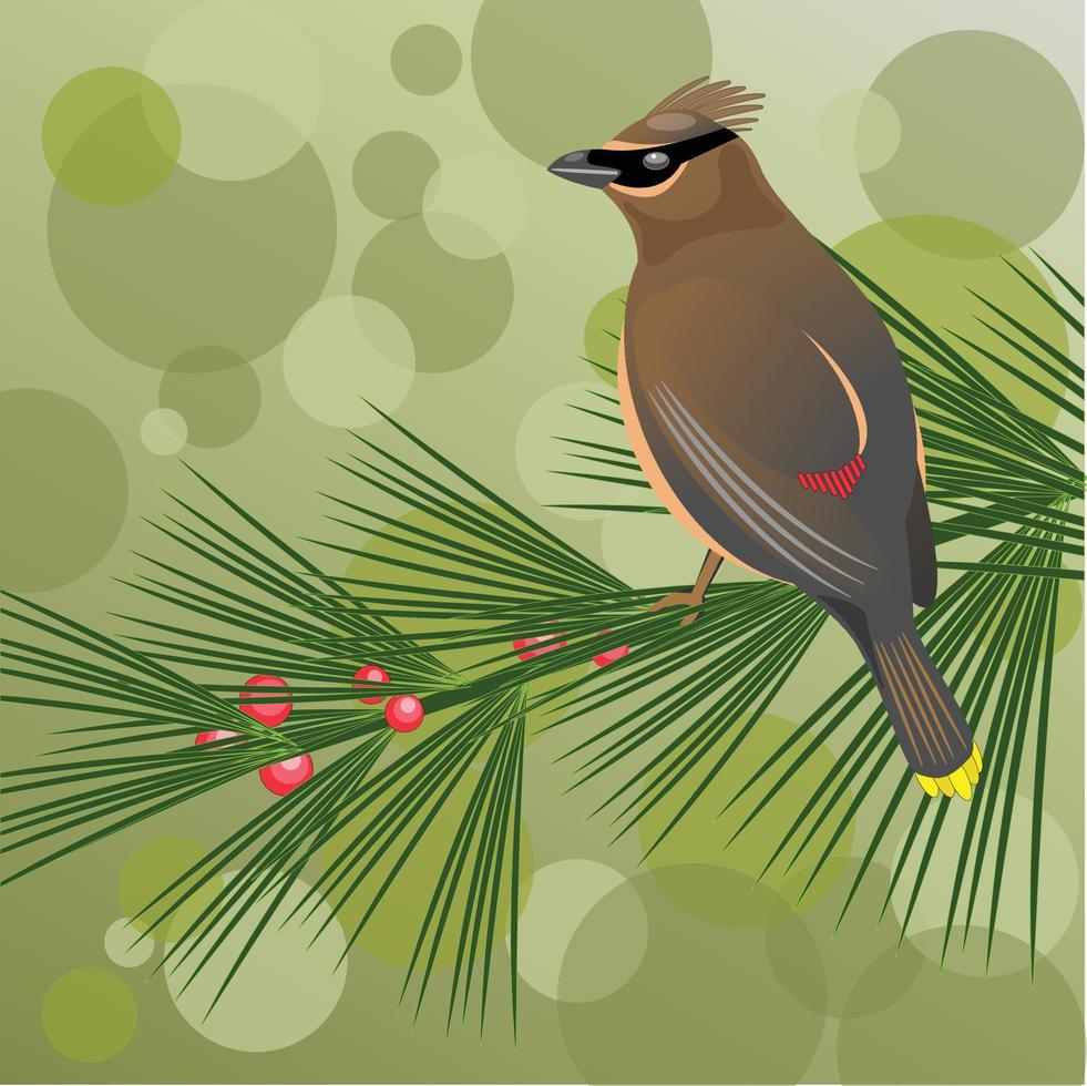 waxwing on pine tree vector