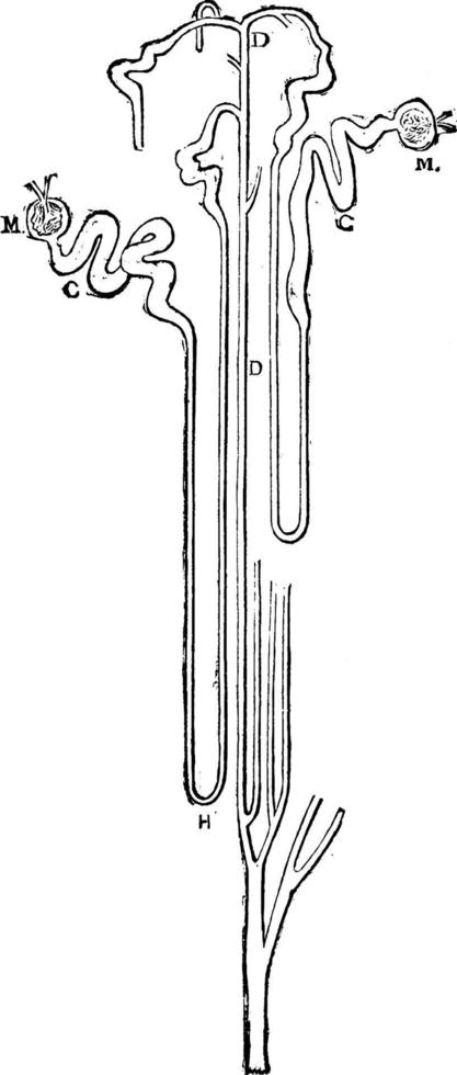 plano de los vasos sanguíneos conectados con los túbulos, ilustración antigua. vector