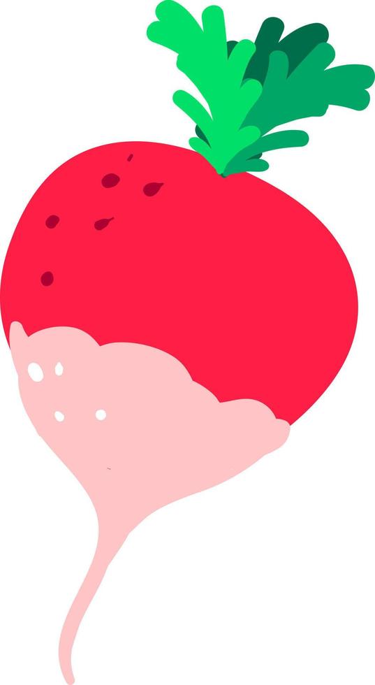 Flat radish, illustration, vector on white background.