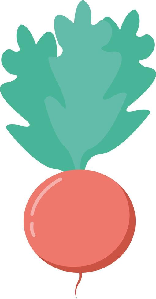 Radish, illustration, vector on white background.