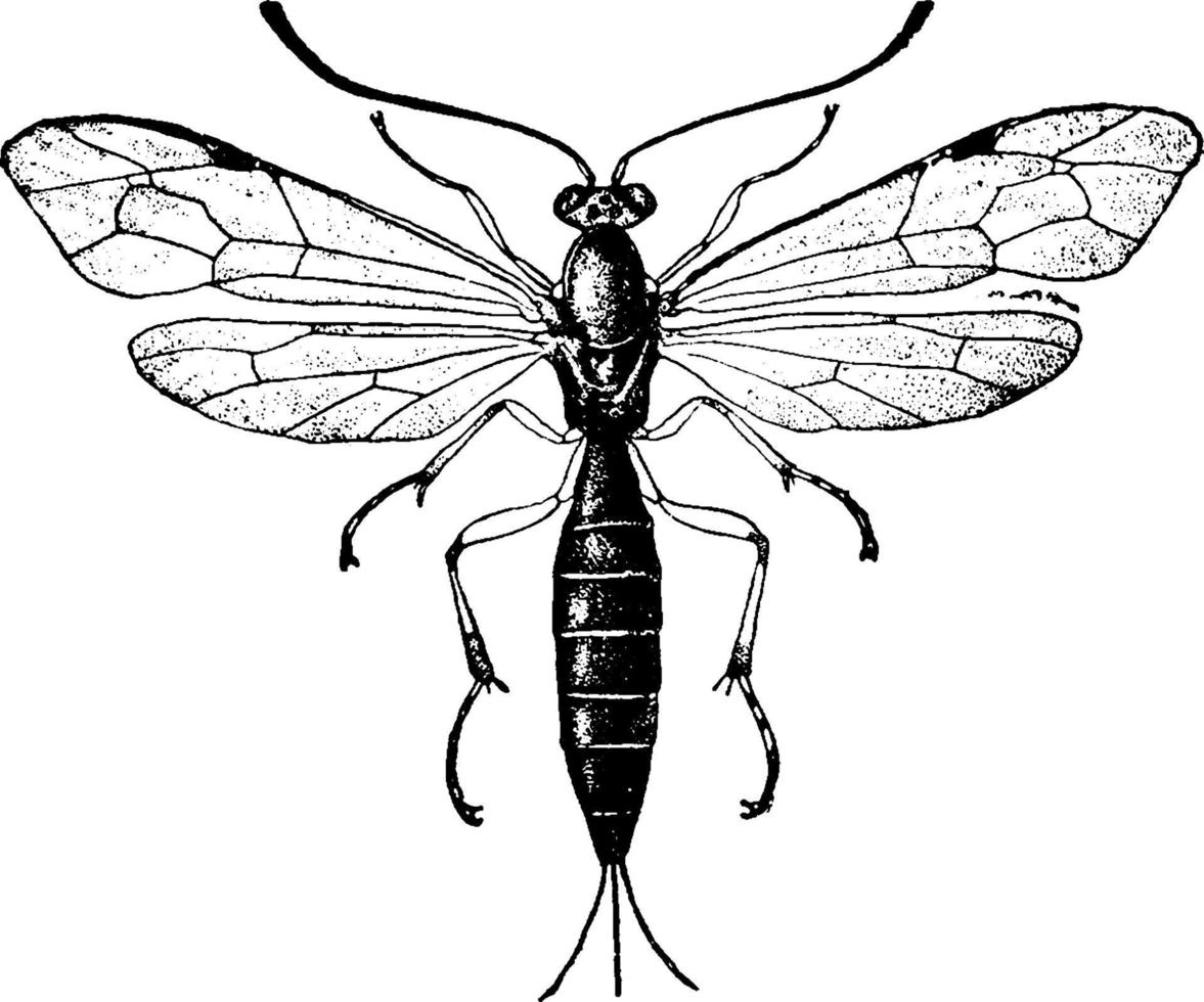 Ichneumon or Pimpla inquisito, vintage illustration. vector