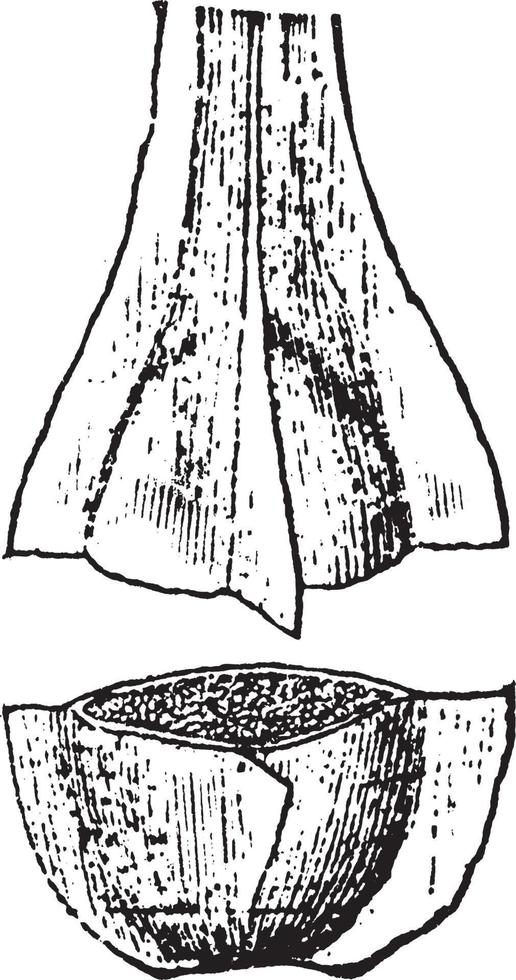 ilustración vintage de isoetes. vector