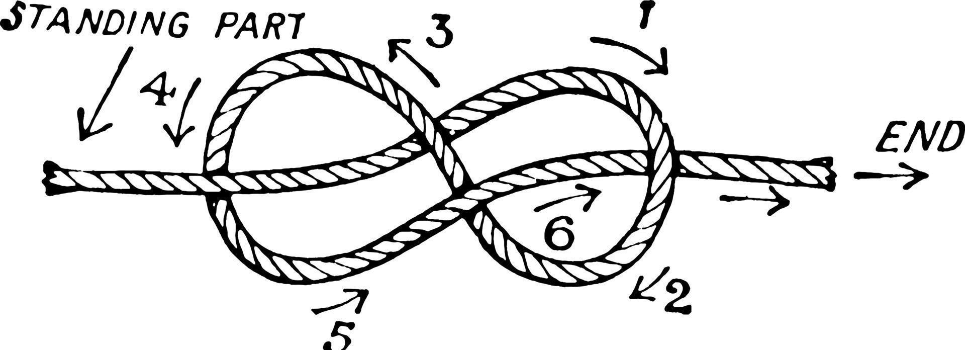 Knotty  Figure Eight Knot Illustration by Opposite Wall