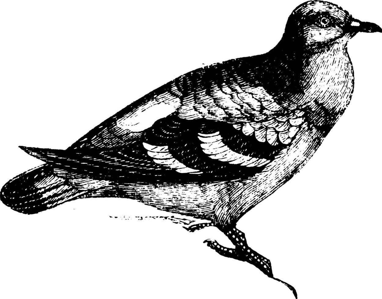 Wood Pigeon, vintage illustration. vector