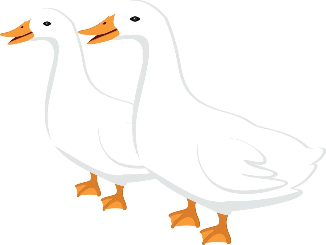 Two ducks ,illustration, vector on white background.