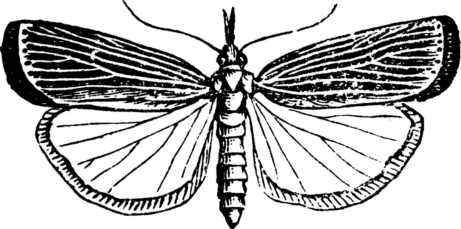 crambus o crambus vulvivagellus, ilustración vintage. vector