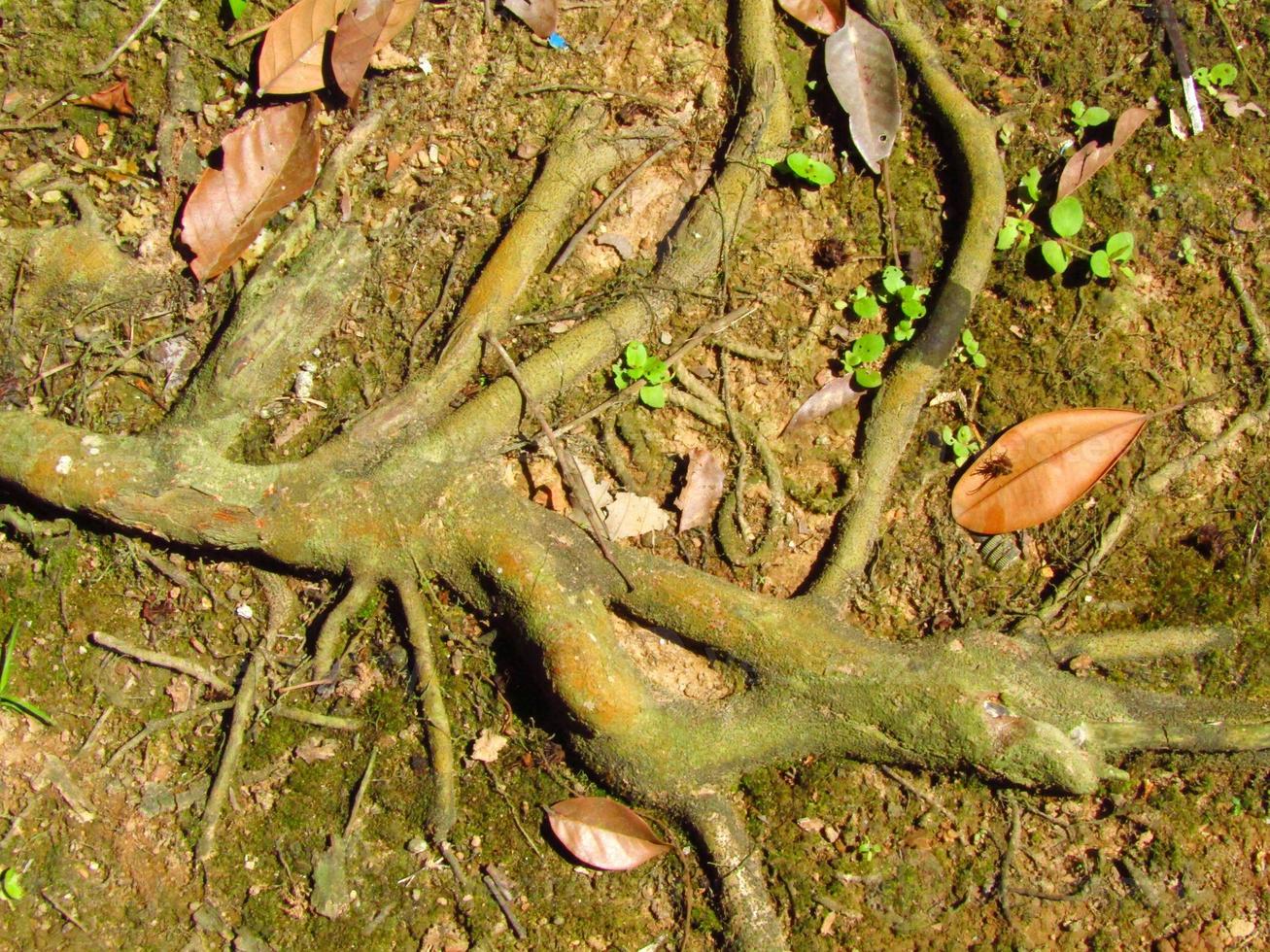 Unique looking tree roots photo
