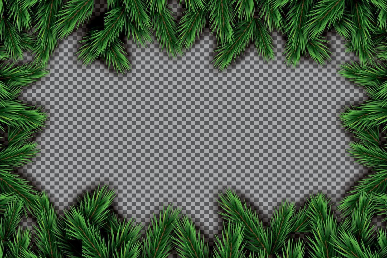 Fir Branch on Transparent Background. vector