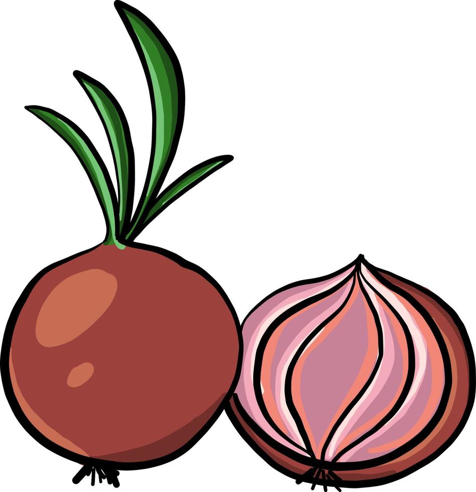 Onion in half, illustration, vector on white background.