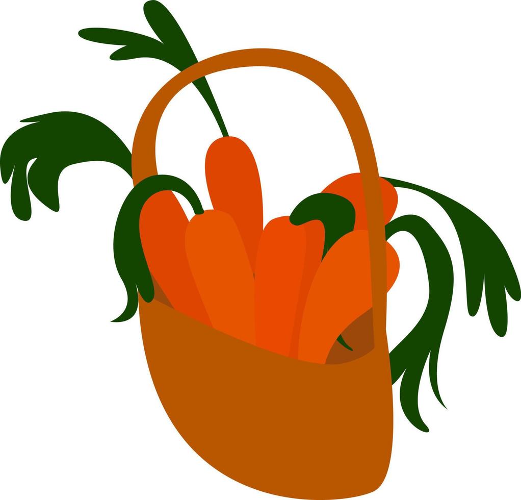 Basket with carrots, illustration, vector on white background.