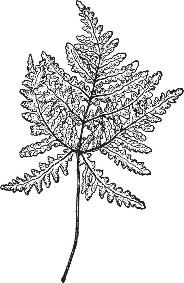 Ceropteris Triangularis vintage illustration. vector