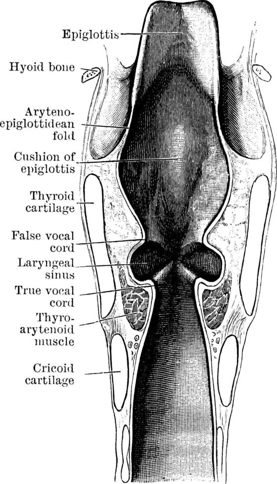 sección coronal a través de la laringe y los tres compartimentos, ilustración antigua. vector