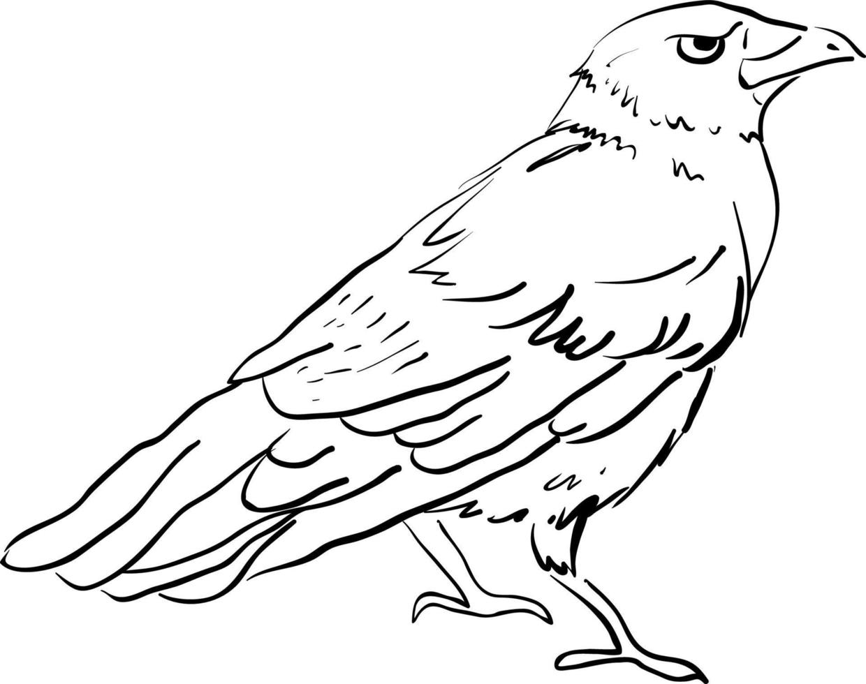 dibujo de cuervo, ilustración, vector sobre fondo blanco.