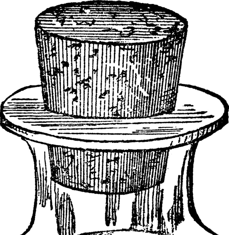 Cork, vintage illustration vector