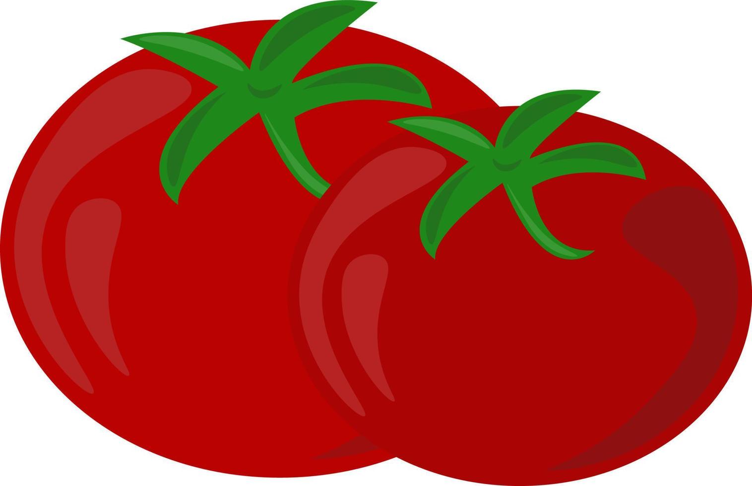 Fresh tomatoes, illustration, vector on white background.